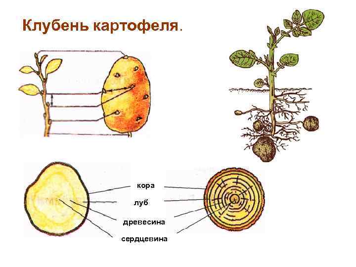 Клубень картофеля. кора луб древесина сердцевина 