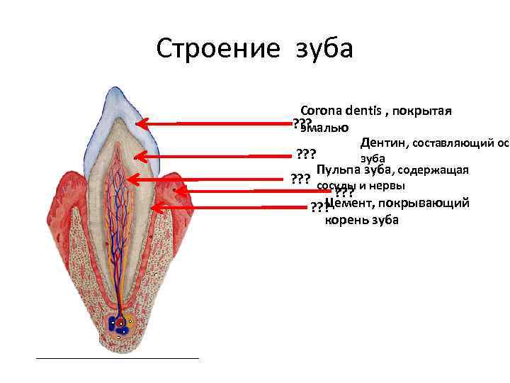 Строение зуба Corona dentis , покрытая ? ? ? эмалью Дентин, составляющий осн ?
