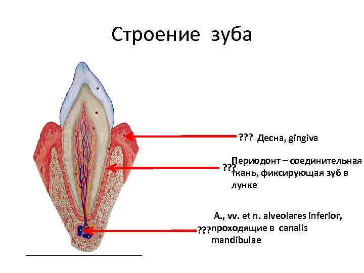Строение зуба ? ? ? Десна, gingiva Периодонт – соединительная ? ? ? ткань,