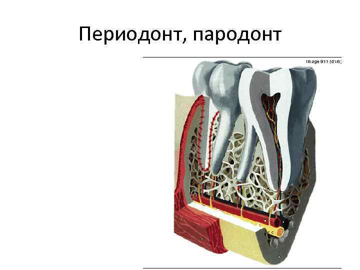 Периодонт, пародонт 