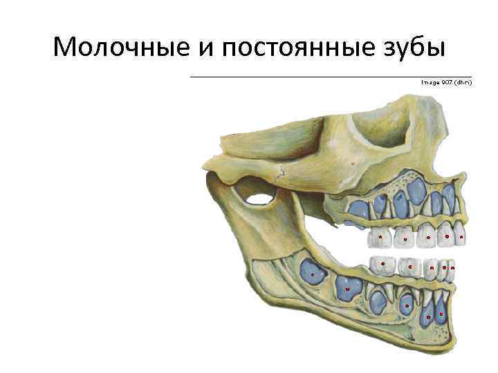 Молочные и постоянные зубы 