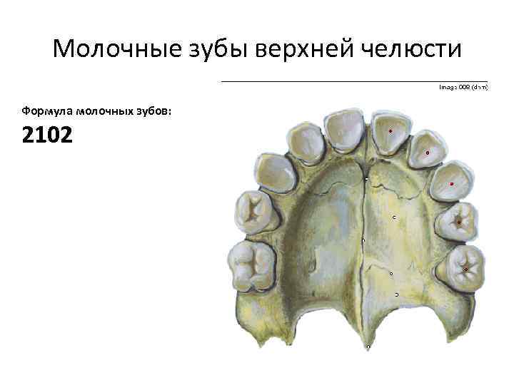 Молочные зубы верхней челюсти Формула молочных зубов: 2102 