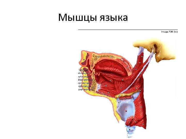 Мышцы языка 