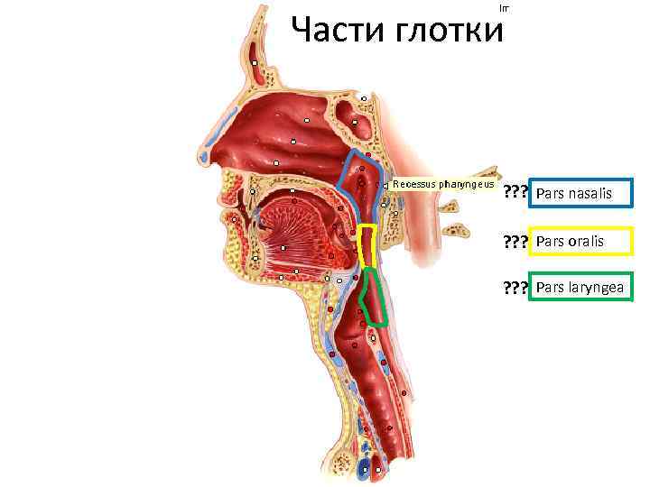 Части глотки ? ? ? Pars nasalis ? ? ? Pars oralis ? ?