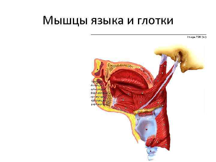Мышцы языка и глотки 