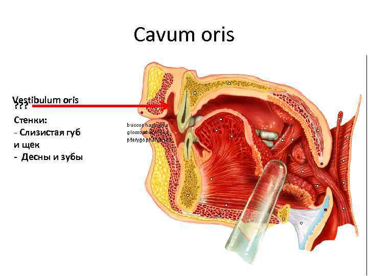 Cavum oris Vestibulum oris ? ? ? Стенки: - Слизистая губ и щек -