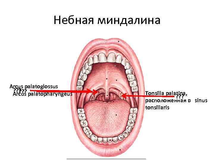 Небная миндалина Arcus palatoglossus ? ? ? Arcus palatopharyngeus Tonsilla palatina, ? ? ?