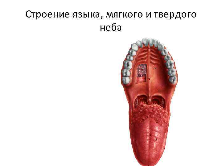 Строение языка