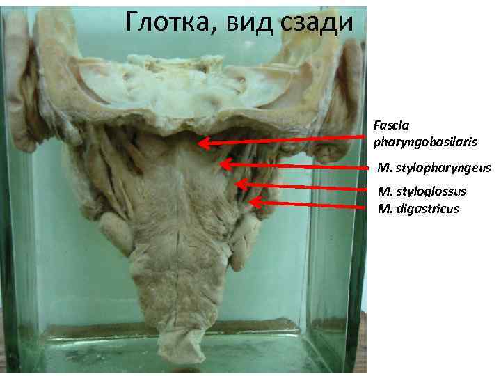 Глотка, вид сзади Fascia pharyngobasilaris ? ? ? M. stylopharyngeus ? ? ? M.