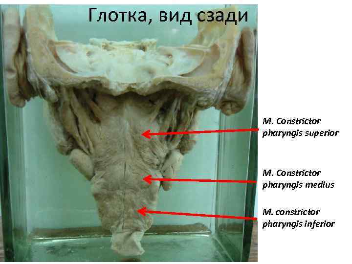 Глотка, вид сзади M. Constrictor ? ? ? pharyngis superior M. Constrictor ? ?