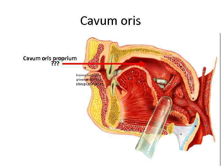 Cavum oris proprium ? ? ? 