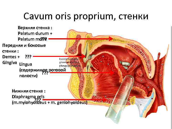 Cavum oris proprium, стенки Верхняя стенка : Palatum durum + ? ? ? Palatum
