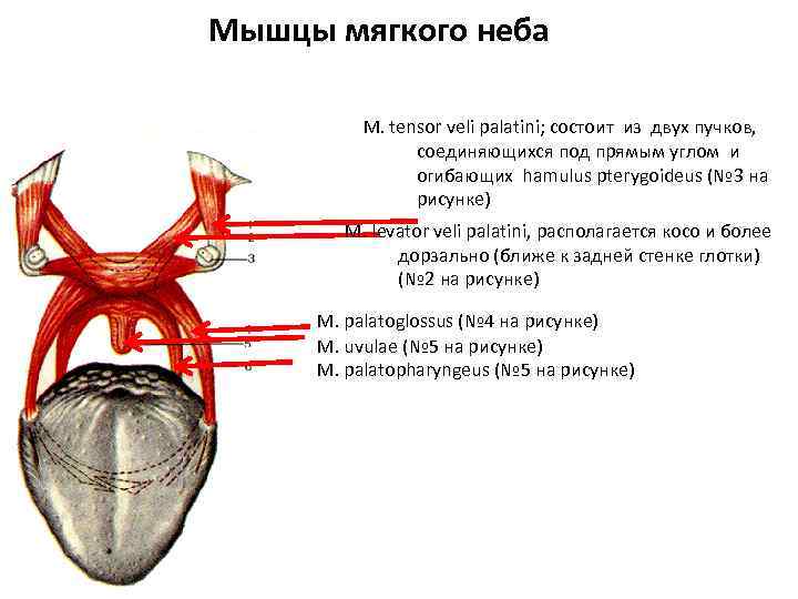 Мышцы мягкого неба M. tensor veli palatini; состоит из двух пучков, соединяющихся под прямым
