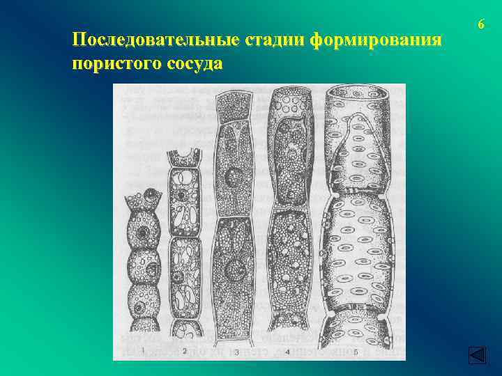 Проводящие свойства. Типы сосудов ботаника. Сосуды (ботаника). Сосуды растений. Сосуды в ботанике.