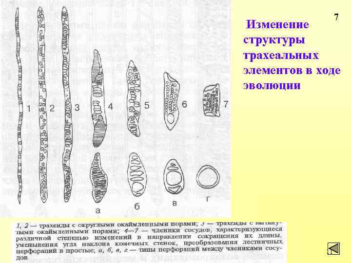 Анатомия и морфология растений. Строение трахеальных элементов. Трахеиды членики сосудов. Трахеиды у голосеменных или покрытосеменных. Схема строения трахеиды и членика сосуда.