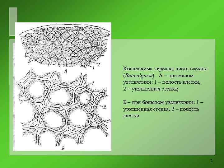 Колленхима черешка листа свеклы (Beta ulgaris). А – при малом увеличении: 1 – полость