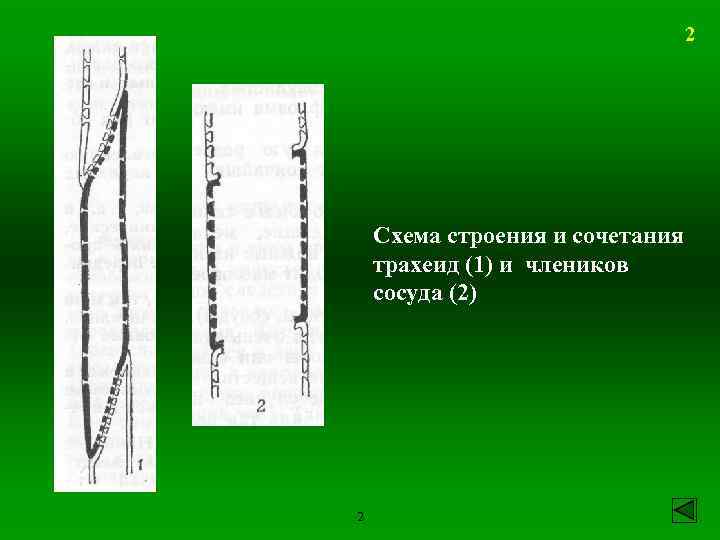 2 Схема строения и сочетания трахеид (1) и члеников сосуда (2) 2 