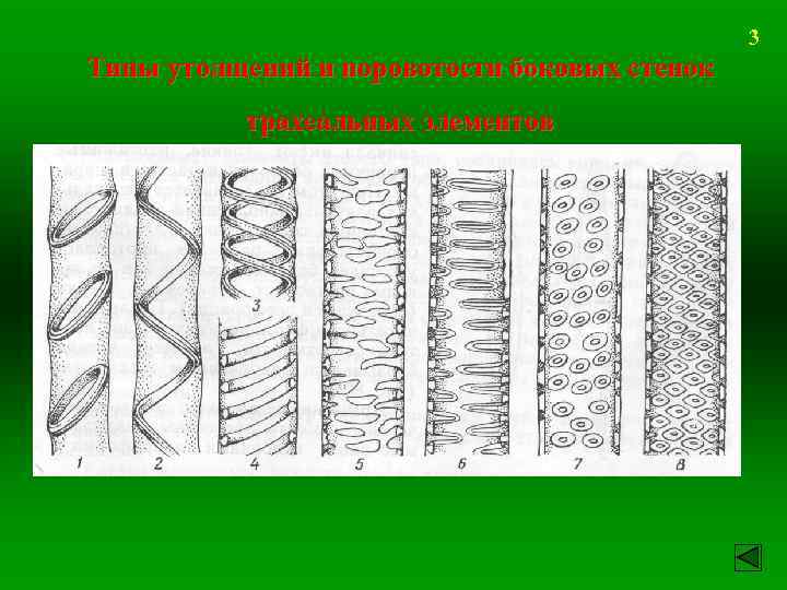 3 Типы утолщений и поровотости боковых стенок трахеальных элементов 