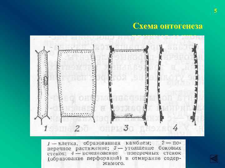 5 Схема онтогенеза члеников сосуда 