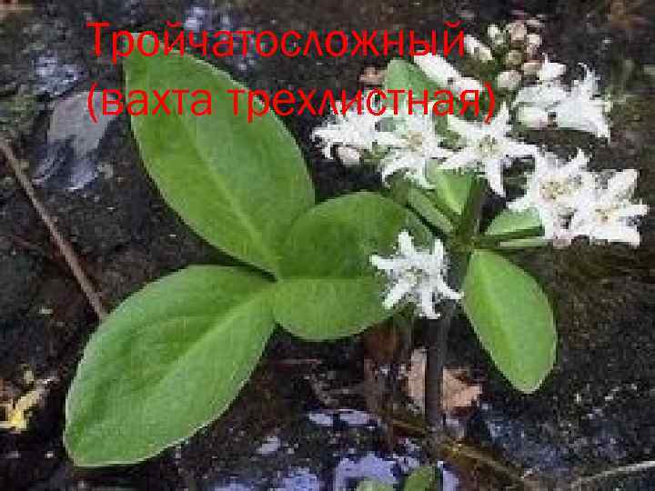 Тройчатосложный (вахта трехлистная) 