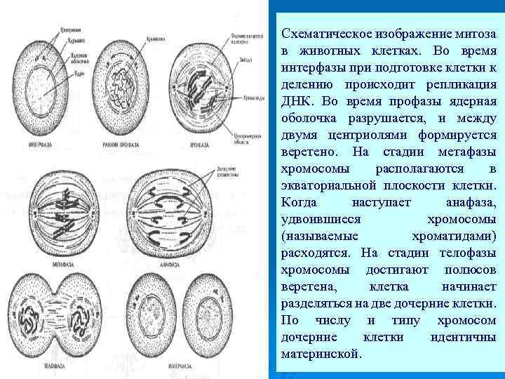 Под какой цифрой обозначена первая фаза митоза