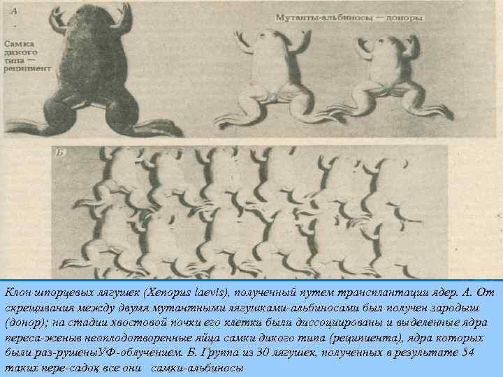 Клон шпорцевых лягушек (Xenopus laevis), полученный путем трансплантации ядер. А. От скрещивания между двумя