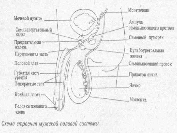 Отрезал Уздечку Члена