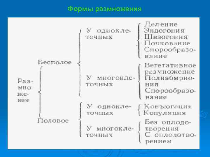 Формы размножения 