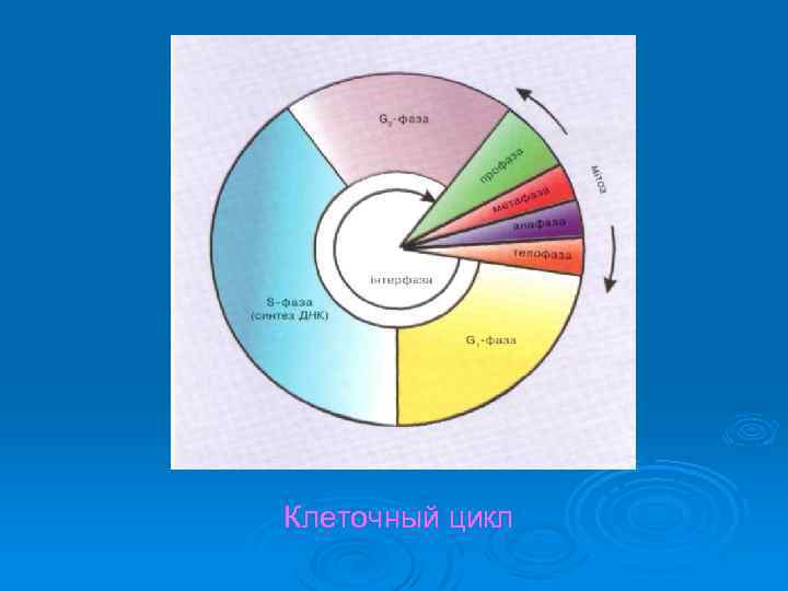 Клеточный цикл 