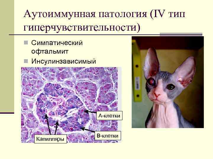 Патология 1. Аутгимунные заболеваниея умкошек. Аутоиммунные заболевания у кошек. Аутоиммунный дерматит. Аутоиммунные заболевания у собак.