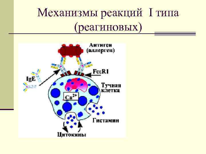 Механизмы реакций I типа (реагиновых) 