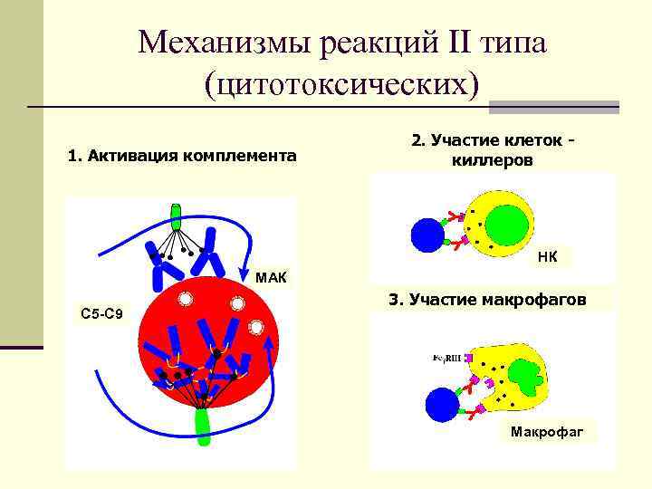 Механизмы реакций II типа (цитотоксических) 1. Активация комплемента 2. Участие клеток киллеров НК МАК