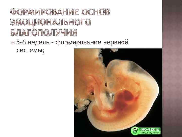  5 -6 недель – формирование нервной системы; 