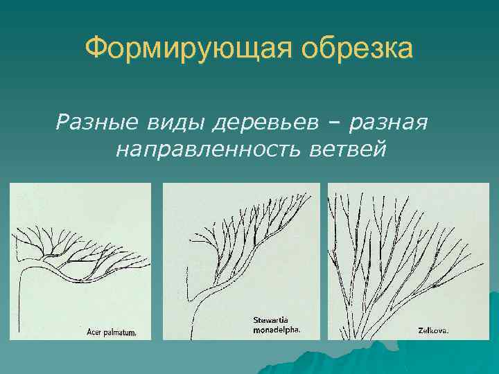 Формирующая обрезка Разные виды деревьев – разная направленность ветвей 