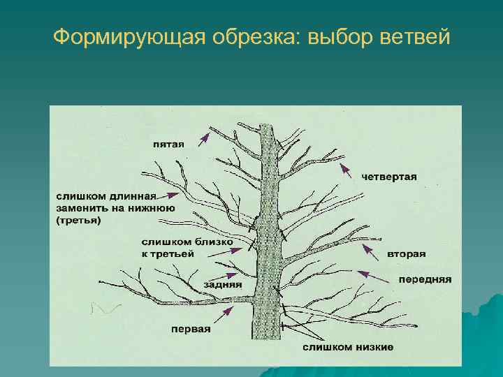 Формирующая обрезка: выбор ветвей первая и вторая ветки выбираются, руководствуясь их толщиной и расстоянием