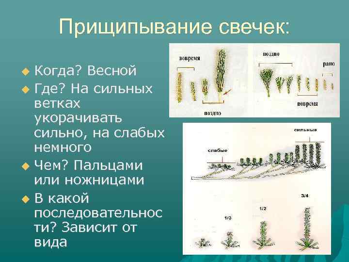 Прищипывание свечек: Когда? Весной Где? На сильных ветках укорачивать сильно, на слабых немного Чем?