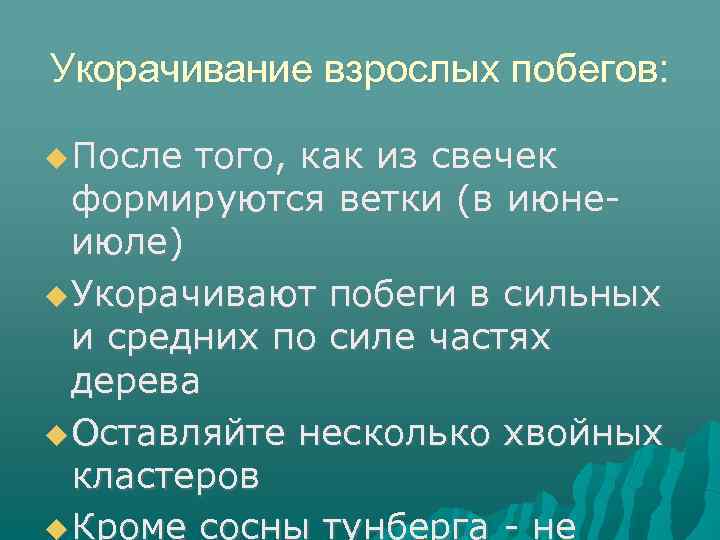 Укорачивание взрослых побегов: После того, как из свечек формируются ветки (в июнеиюле) Укорачивают побеги