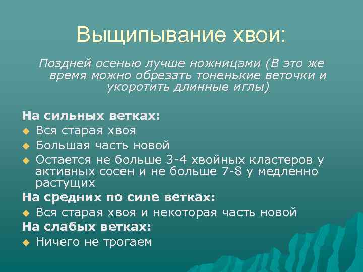 Выщипывание хвои: Поздней осенью лучше ножницами (В это же время можно обрезать тоненькие веточки