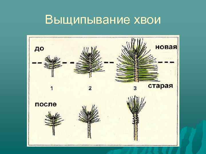 Выщипывание хвои 