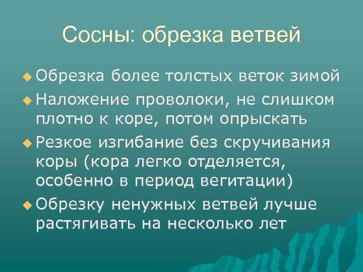 Сосны: обрезка ветвей Обрезка более толстых веток зимой Наложение проволоки, не слишком плотно к