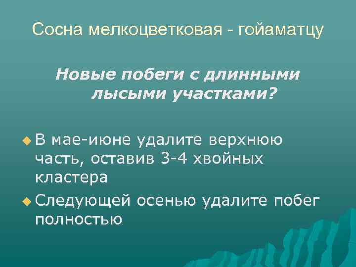 Сосна мелкоцветковая - гойаматцу Новые побеги с длинными лысыми участками? В мае-июне удалите верхнюю