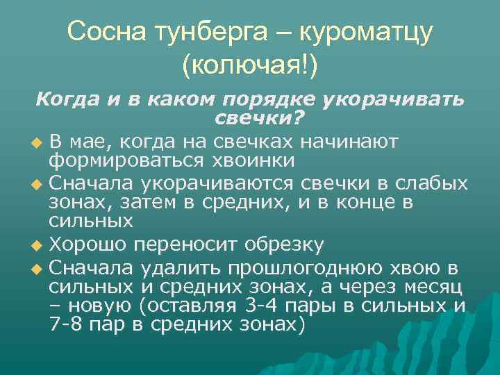 Сосна тунберга – куроматцу (колючая!) Когда и в каком порядке укорачивать свечки? В мае,
