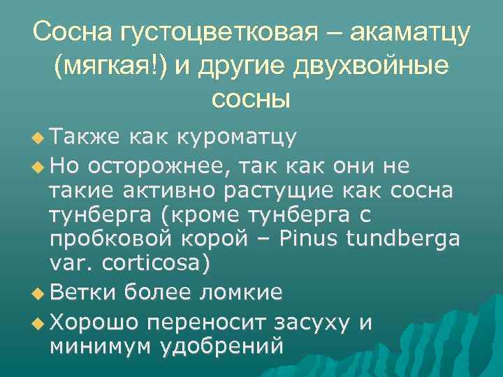 Сосна густоцветковая – акаматцу (мягкая!) и другие двухвойные сосны Также как куроматцу Но осторожнее,