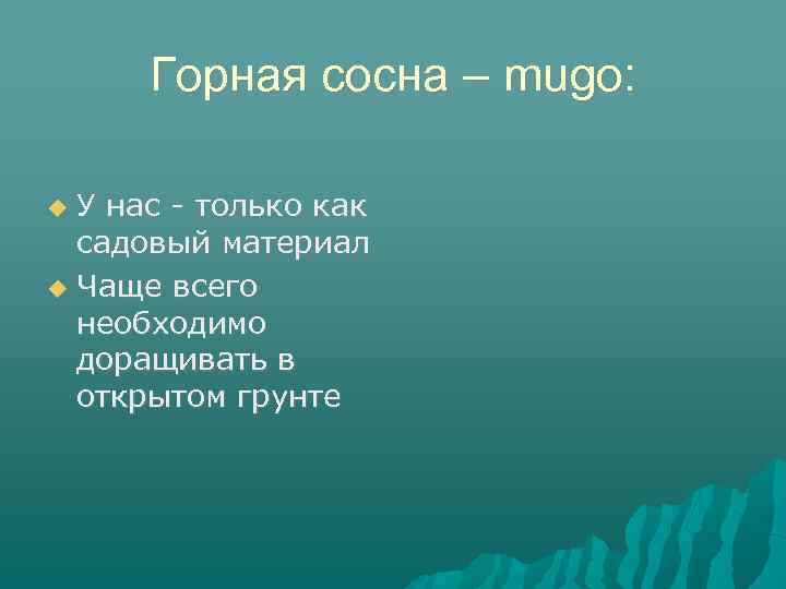 Горная сосна – mugo: У нас - только как садовый материал Чаще всего необходимо