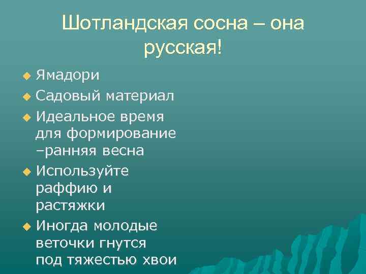 Шотландская сосна – она русская! Ямадори Садовый материал Идеальное время для формирование –ранняя весна