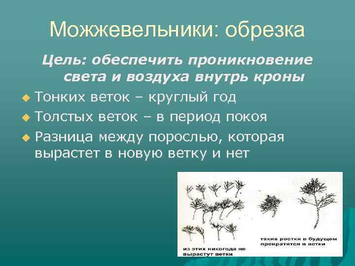 Можжевельники: обрезка Цель: обеспечить проникновение света и воздуха внутрь кроны Тонких веток – круглый
