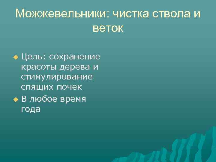 Можжевельники: чистка ствола и веток Цель: сохранение красоты дерева и стимулирование спящих почек В