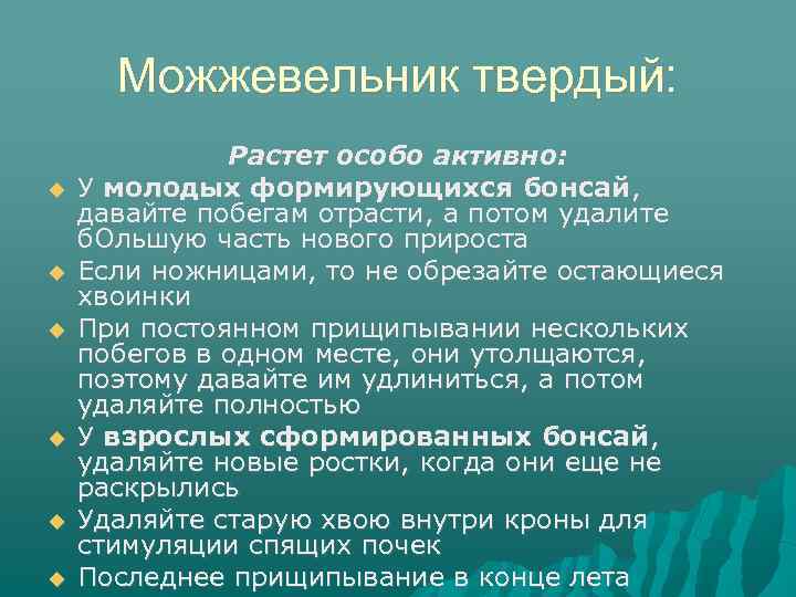 Можжевельник твердый: Растет особо активно: У молодых формирующихся бонсай, давайте побегам отрасти, а потом