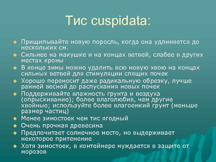 Тис cuspidata: Прищипывайте новую поросль, когда она удлиняется до нескольких см. Сильнее на макушке