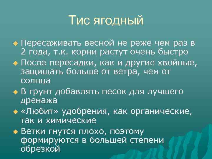 Тис ягодный Пересаживать весной не реже чем раз в 2 года, т. к. корни